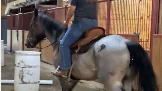 Blue Roan Belgian Gelding